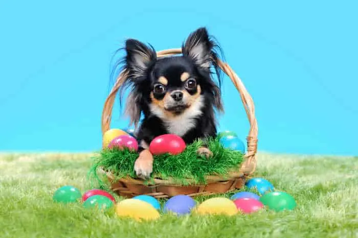 Chihuahua sitting in the basket with Easter eggs on the lawn