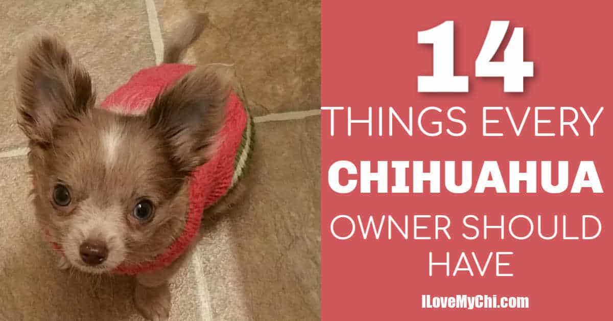 14 Things Every Chihuahua Owner Should Have I Love My Chi