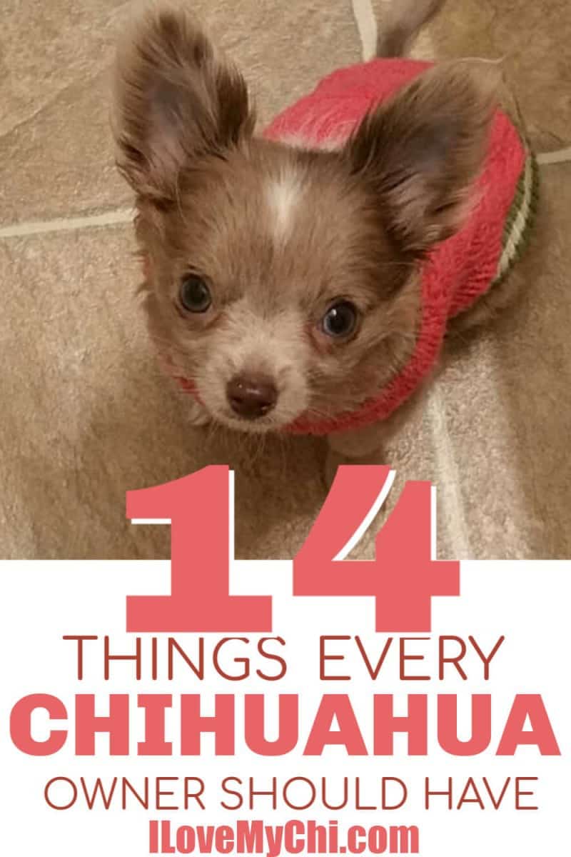 what do you need for a chihuahua? 2