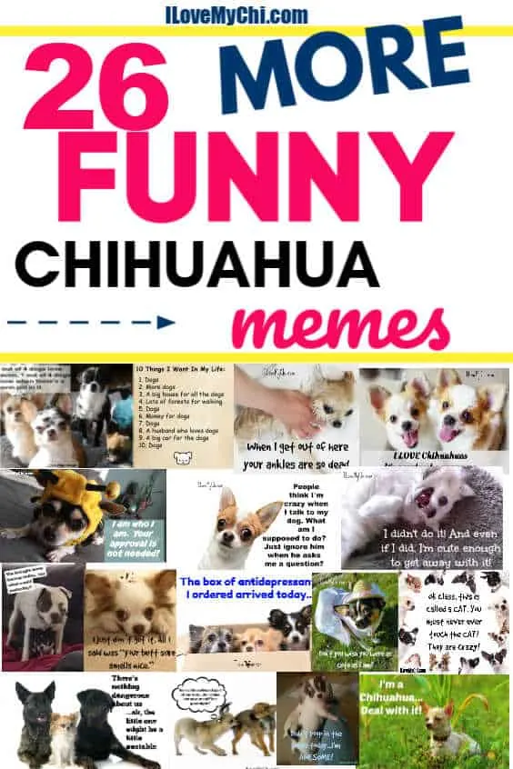 various meme photos