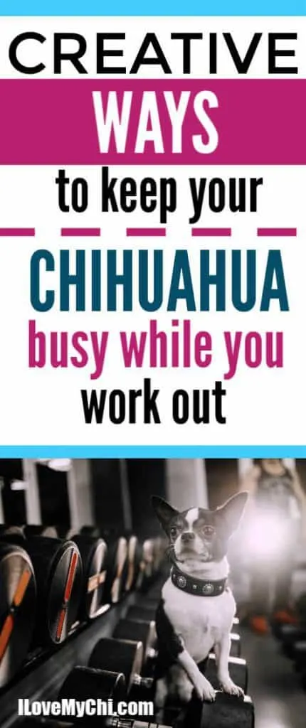 black and white chihuahua sitting on exercise dumb bells