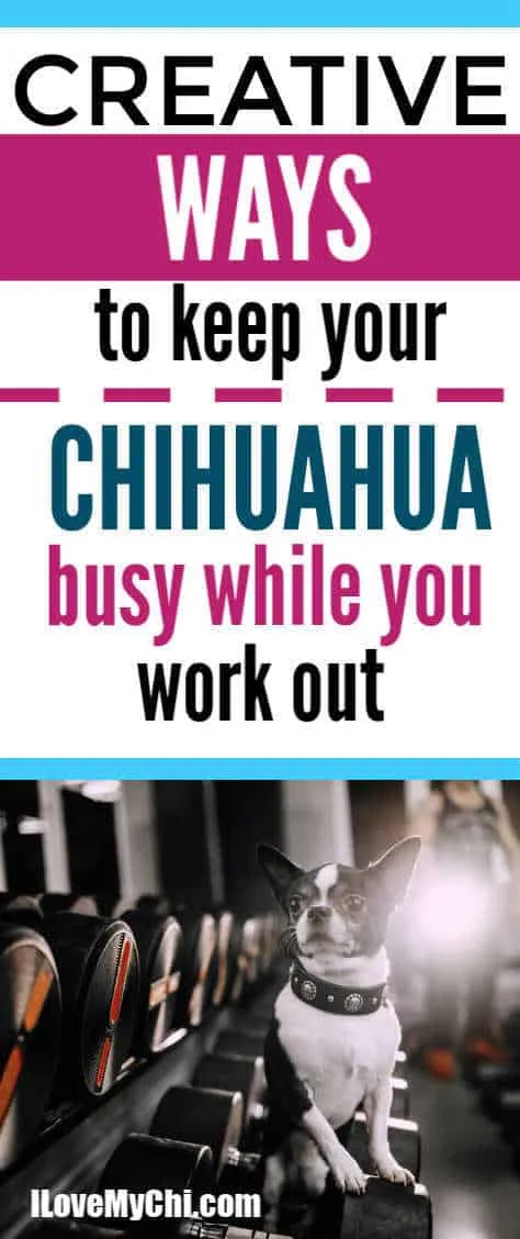 https://ilovemychi.com/wp-content/uploads/2020/05/Creative-Ways-To-Keep-Your-Chihuahua-Busy-While-You-Work-Out.jpg.webp