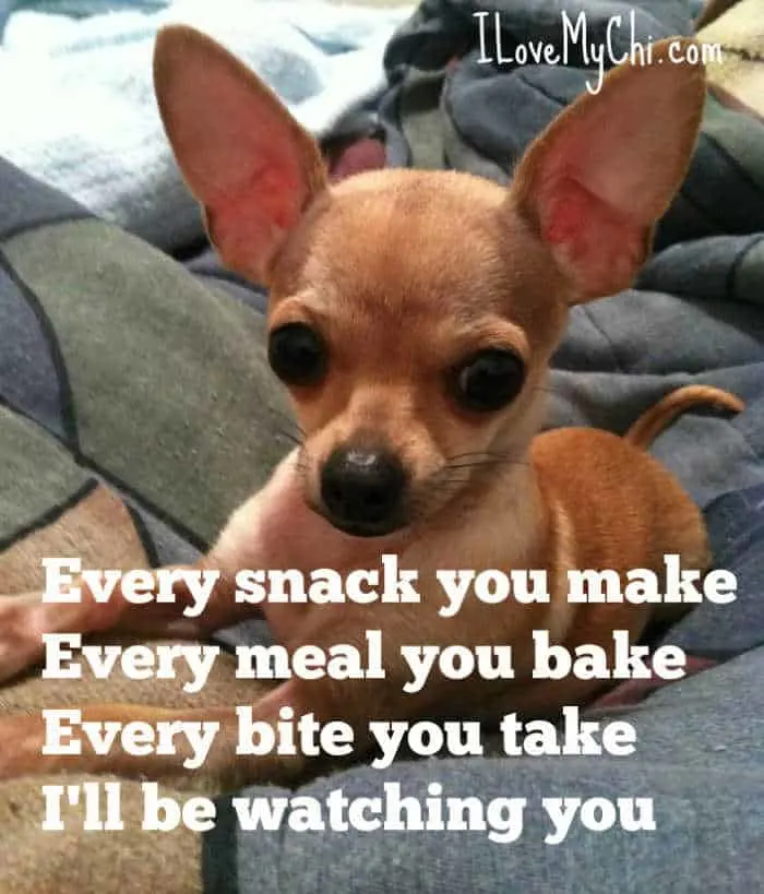 30 Chihuahua Memes That Will Make You Laugh I Love My Chi