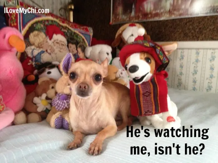 chihuahua with toy dog looking at him