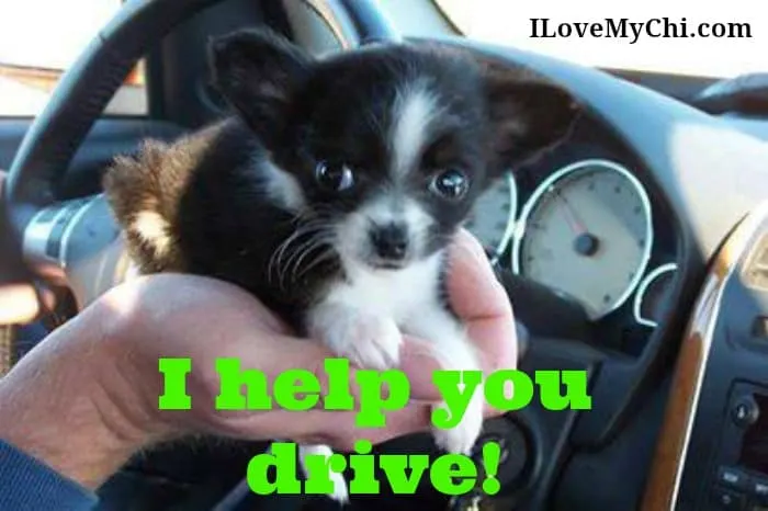 chihuahua puppy in car