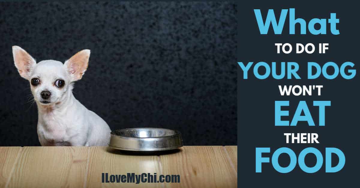 What To Do If Your Dog Won t Eat Their Food I Love My Chi