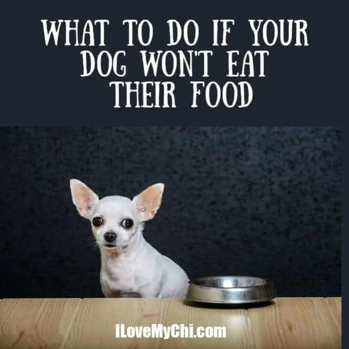 white chihuahua dog with food bowl