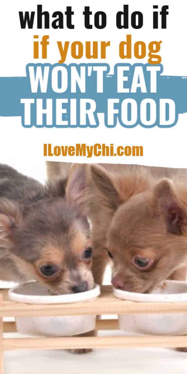 2 chihuahua dogs eating out of dog food bowls