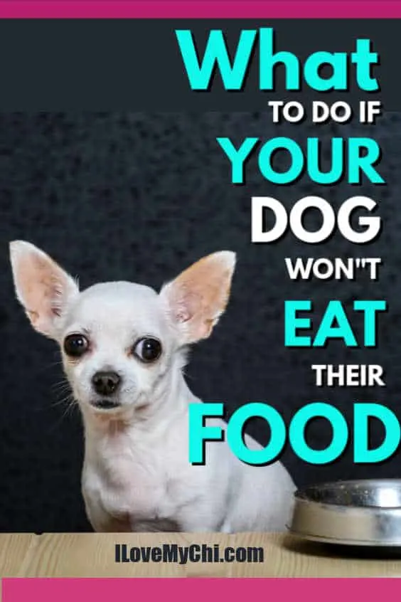 white chihuahua dog with food dog