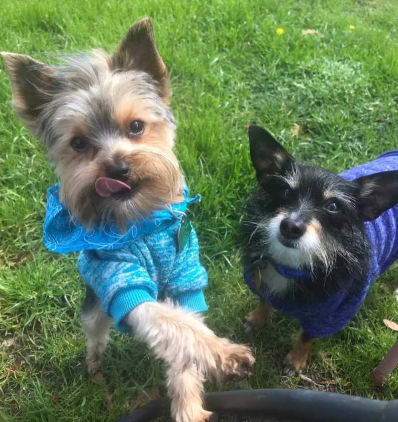 yorkshire terrier and chihuahua-yorkie mix wearing sweatshirts standing in grass