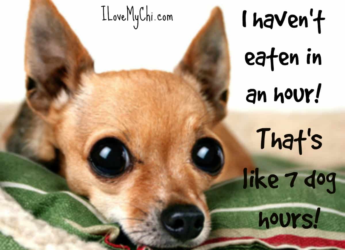 26 More Funny Chihuahua Memes | I Love My Chi