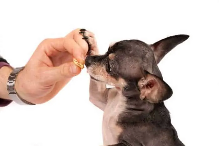Chihuahua dog eating treat from hand