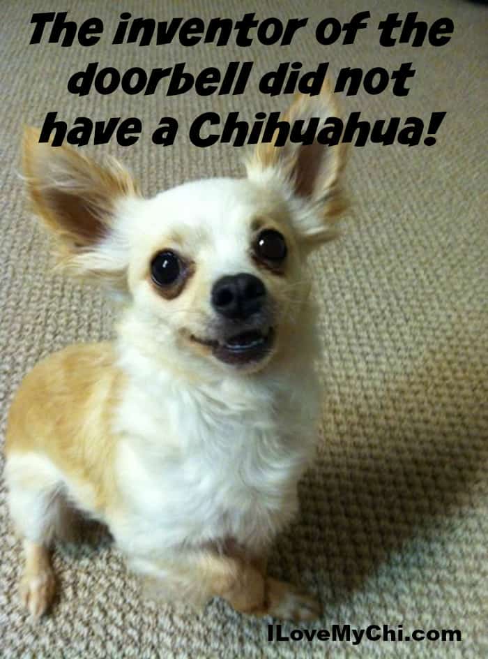 26 More Funny Chihuahua Memes | I Love My Chi