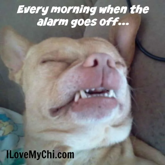 funny sleeping chihuahua