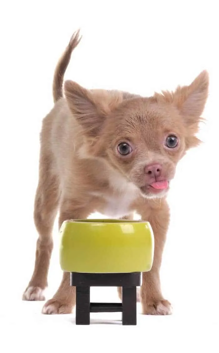 fawn colored chihuahua puppy in front of yellow food bowl