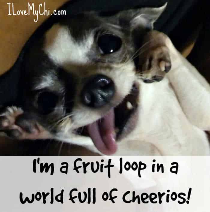 silly chihuahua