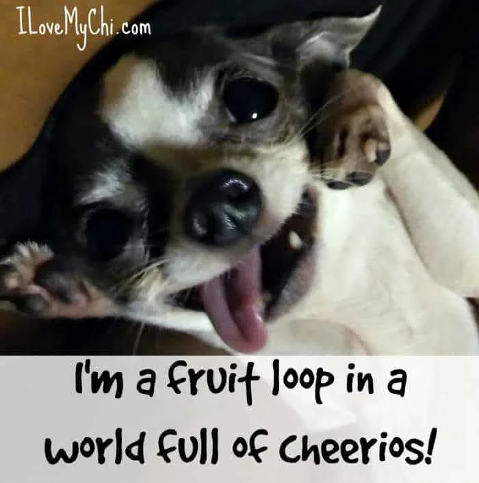 silly chihuahua