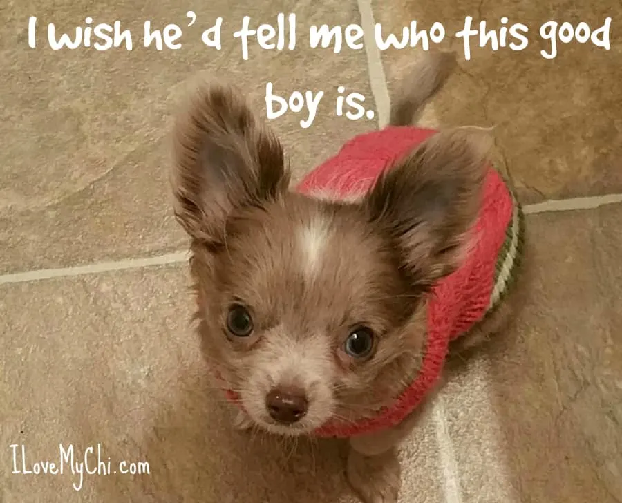 sweet chihuahua puppy