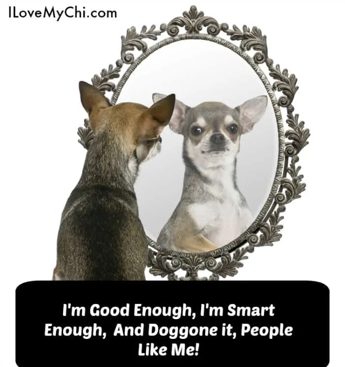 chihuahua in front of a mirror