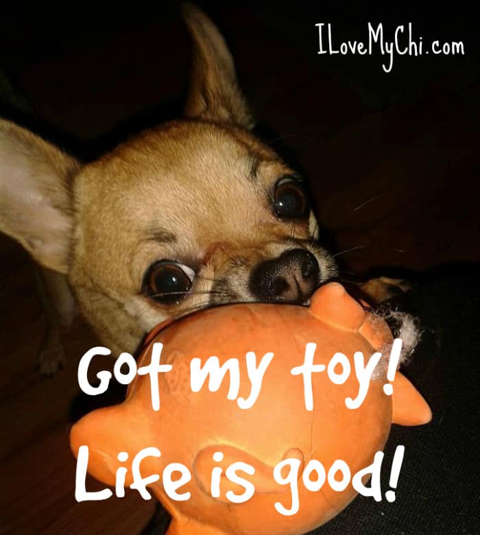 chihuahua with toy in mouth
