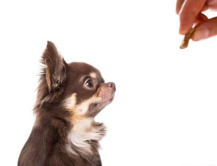 hand with treat giving it to long hair chihuahua