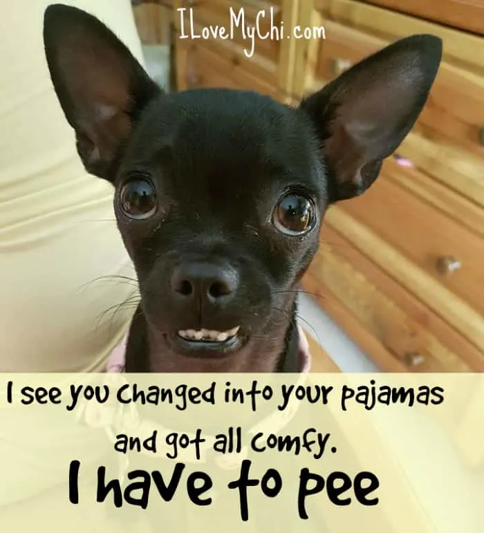 funny chihuahua face