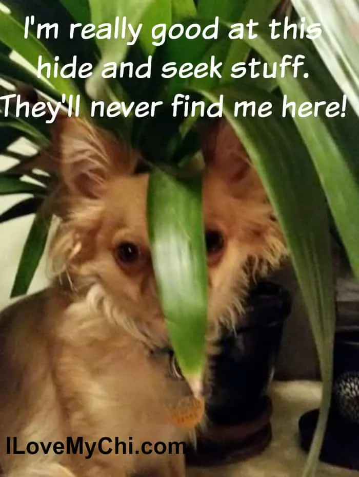 chihuahua dog hiding behind leaf