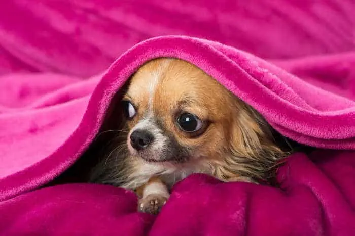 long hair chi under hot pink blanket