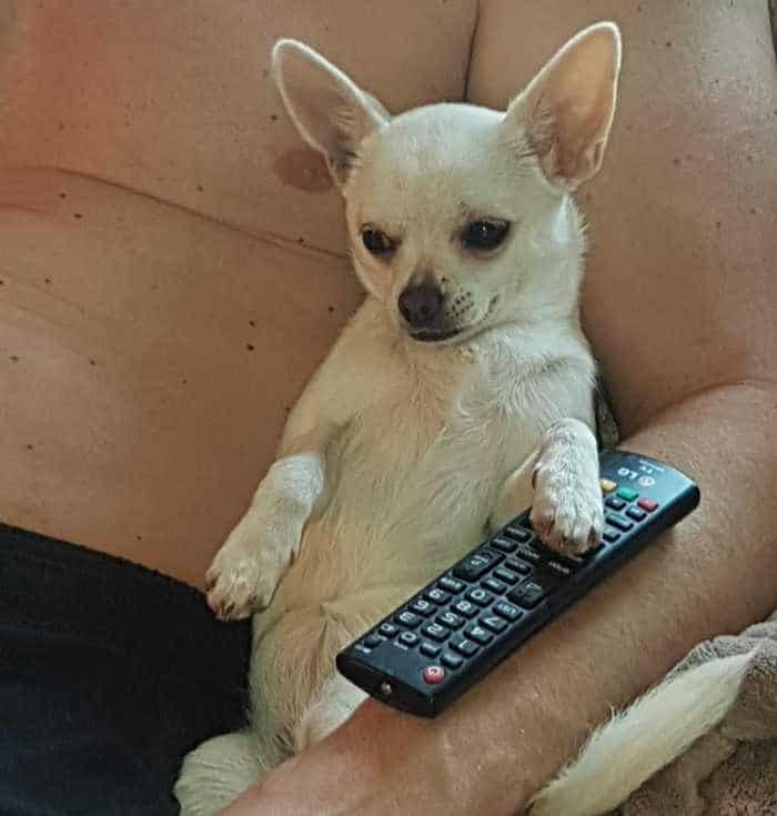 fawn colored remote sitting with man and holding television remote