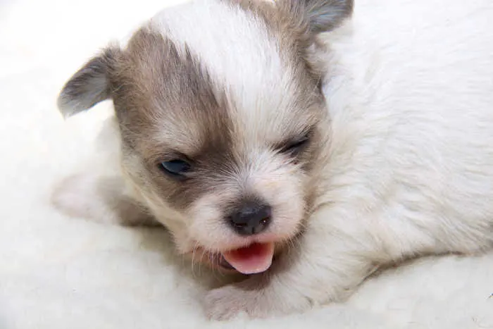 tiny 2 tone chihuahua puppy