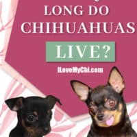 Chihuahua puppy and elderly chihuahua dog