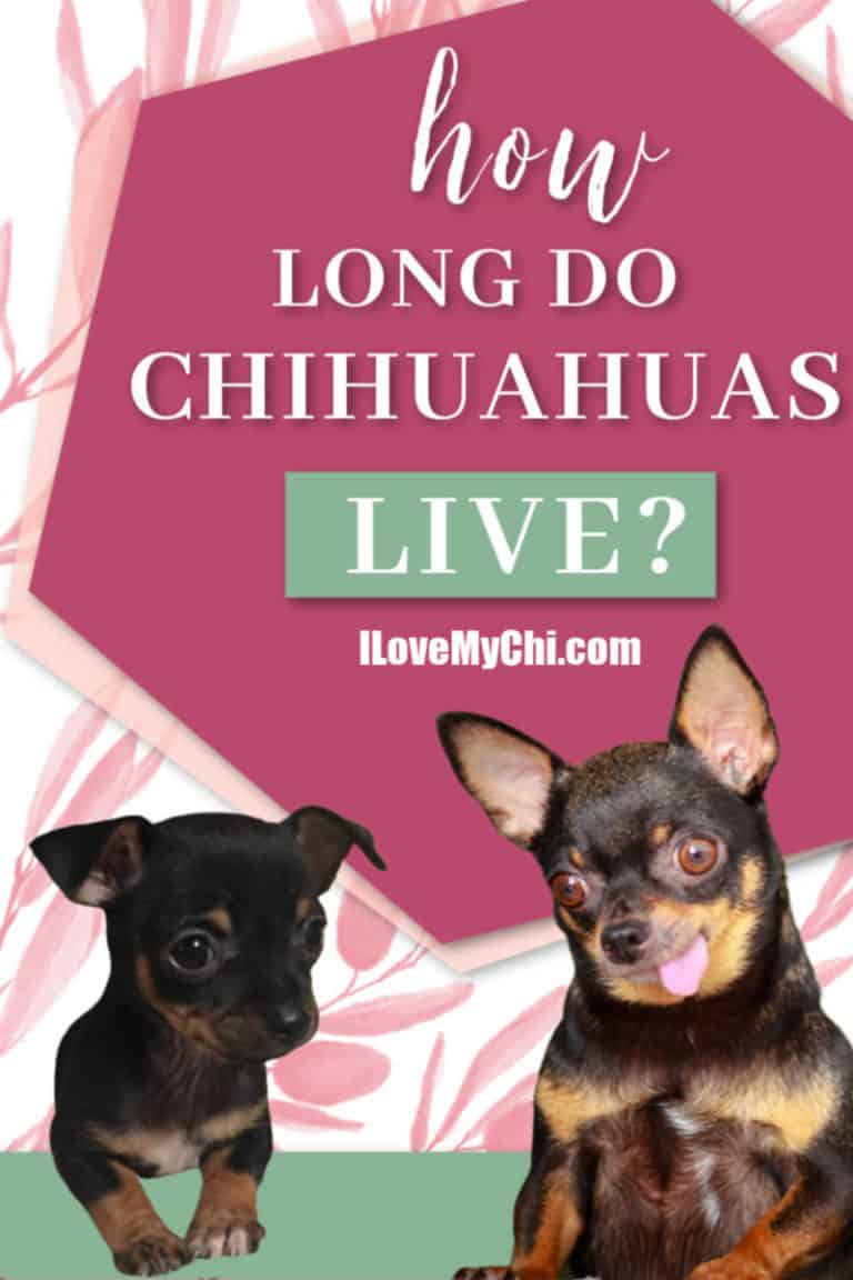 Chihuahua puppy and elderly chihuahua dog