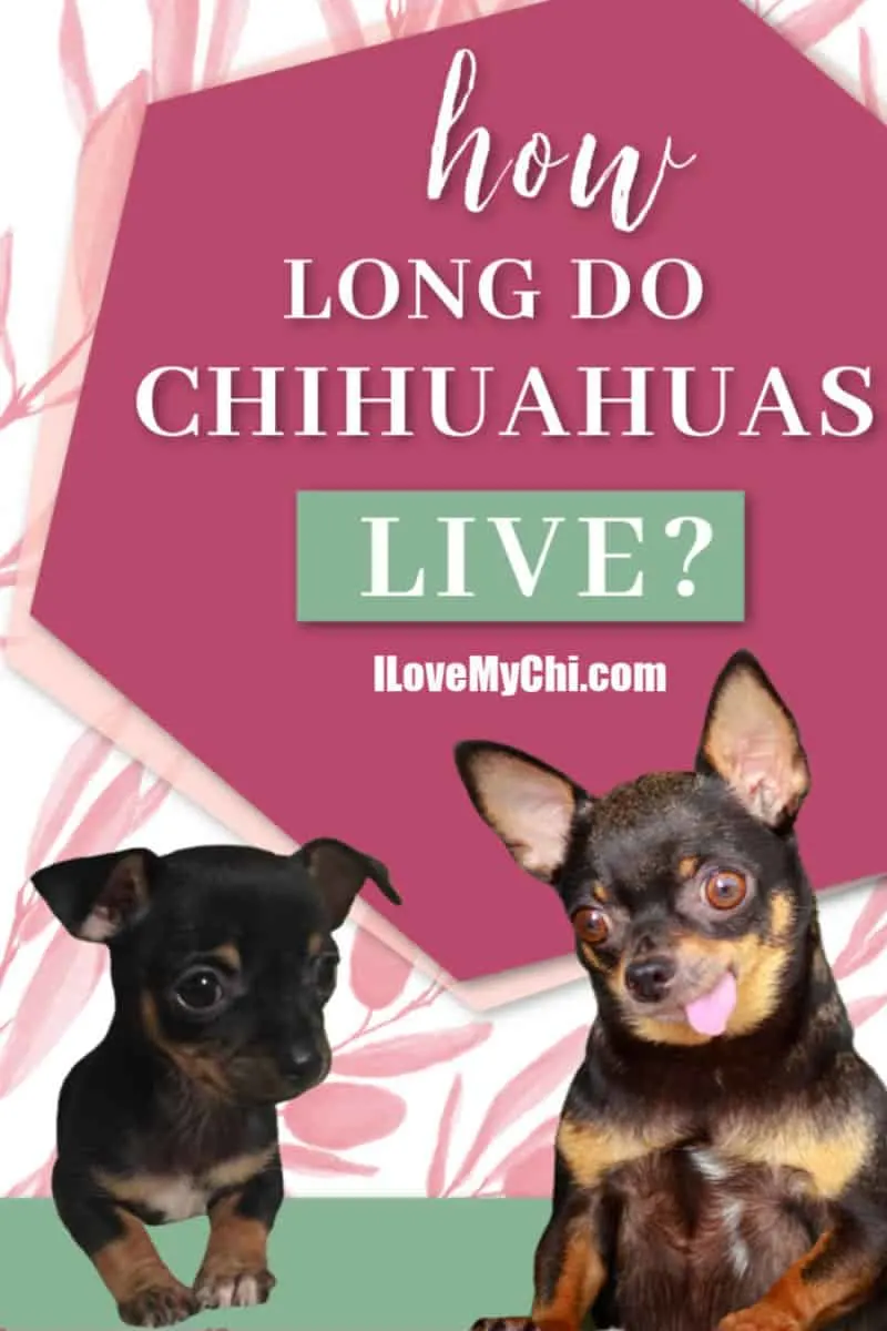 Teresa's best sale akc chihuahuas