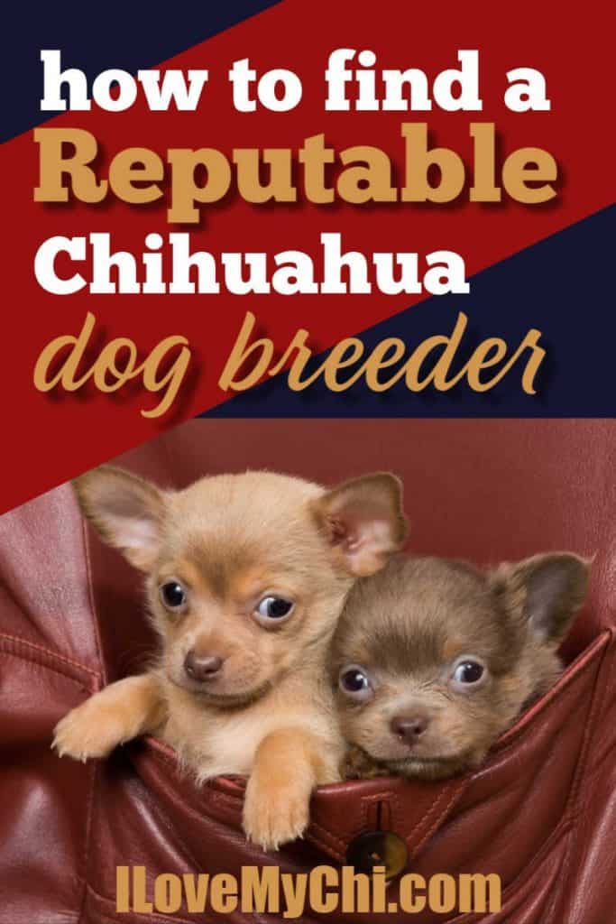 How to Find a Reputable Chihuahua Dog Breeder 1