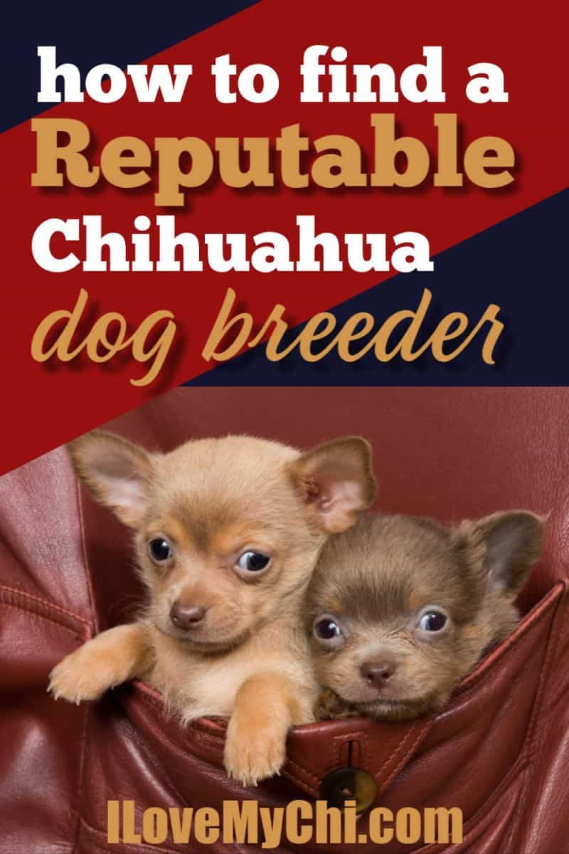 Best Buy Chihuahua Online Chihuahua Dogs