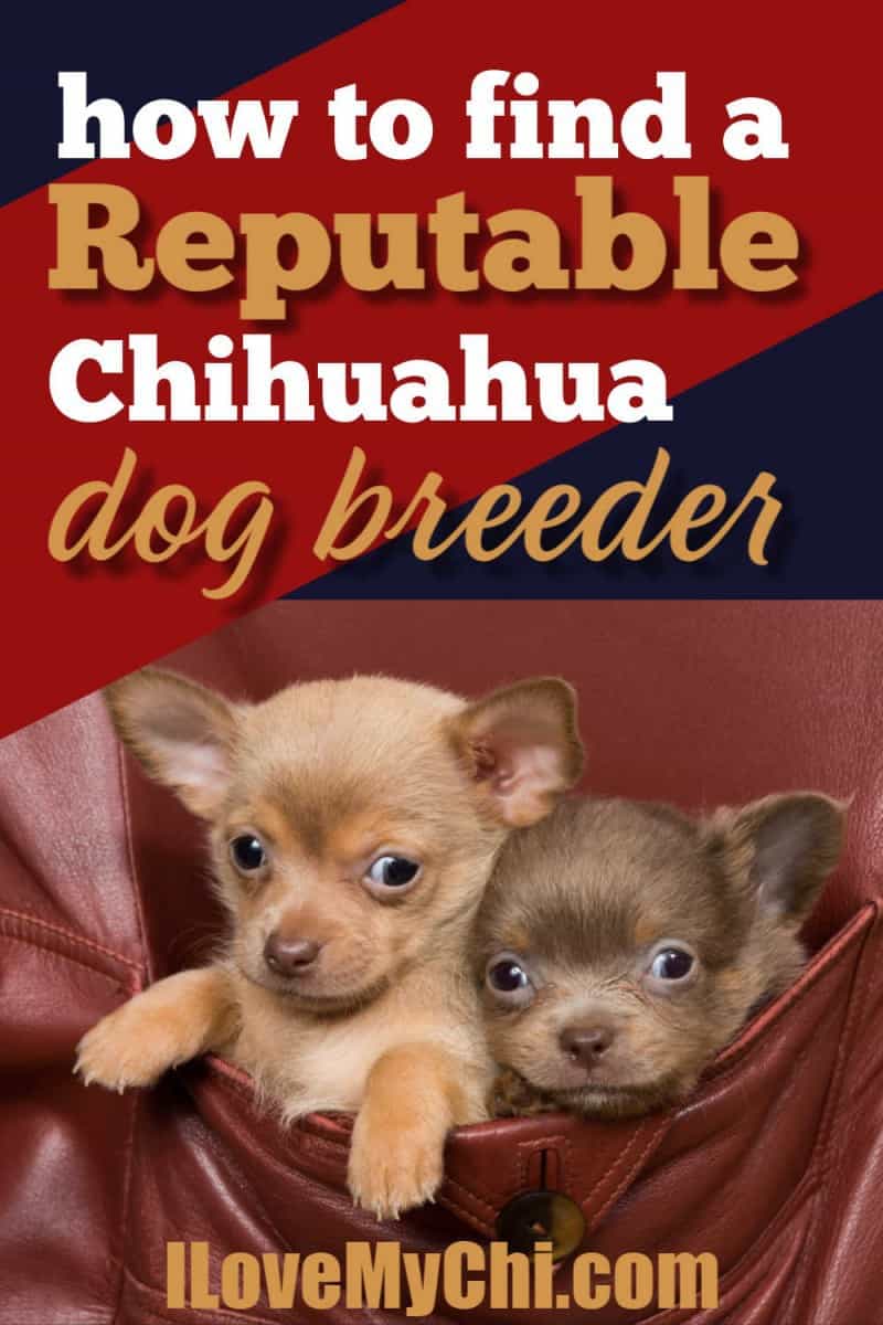 a Reputable Chihuahua Dog Breeder 