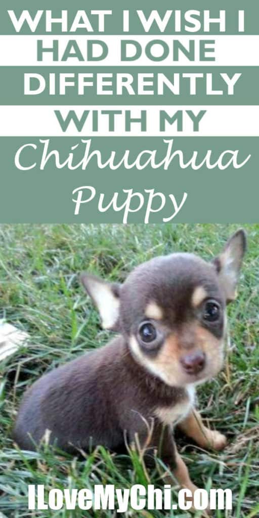 tiny chihuahua puppy sitting in grass
