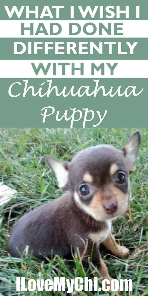 Pocket best sale chihuahua puppies