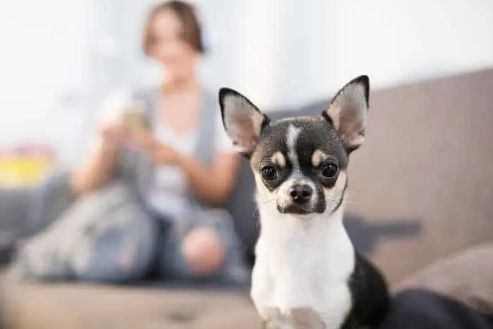 chihuahua with woman sitting in background