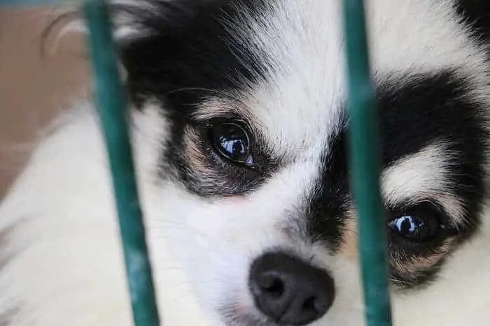 black and white chihuahua puppy face in cage