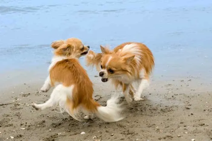 two chihuahuas playing on the beach