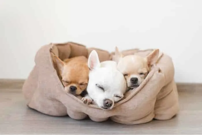 3 sleeping chihuahua puppies in dog bed