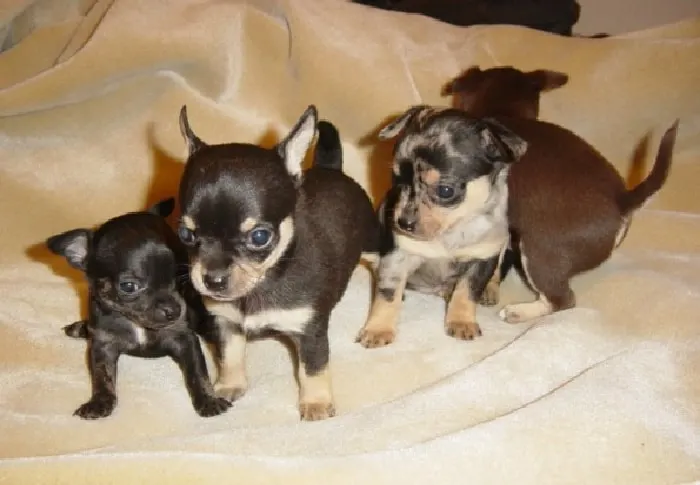 4 tiny chihuahua puppies