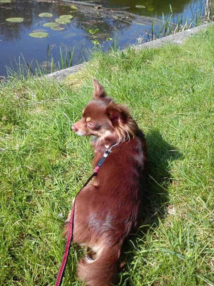 chihuahua dog resting by pond