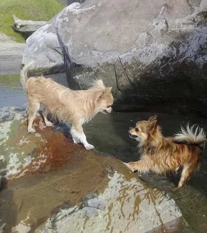 2 chihuahua dogs playing on rocks