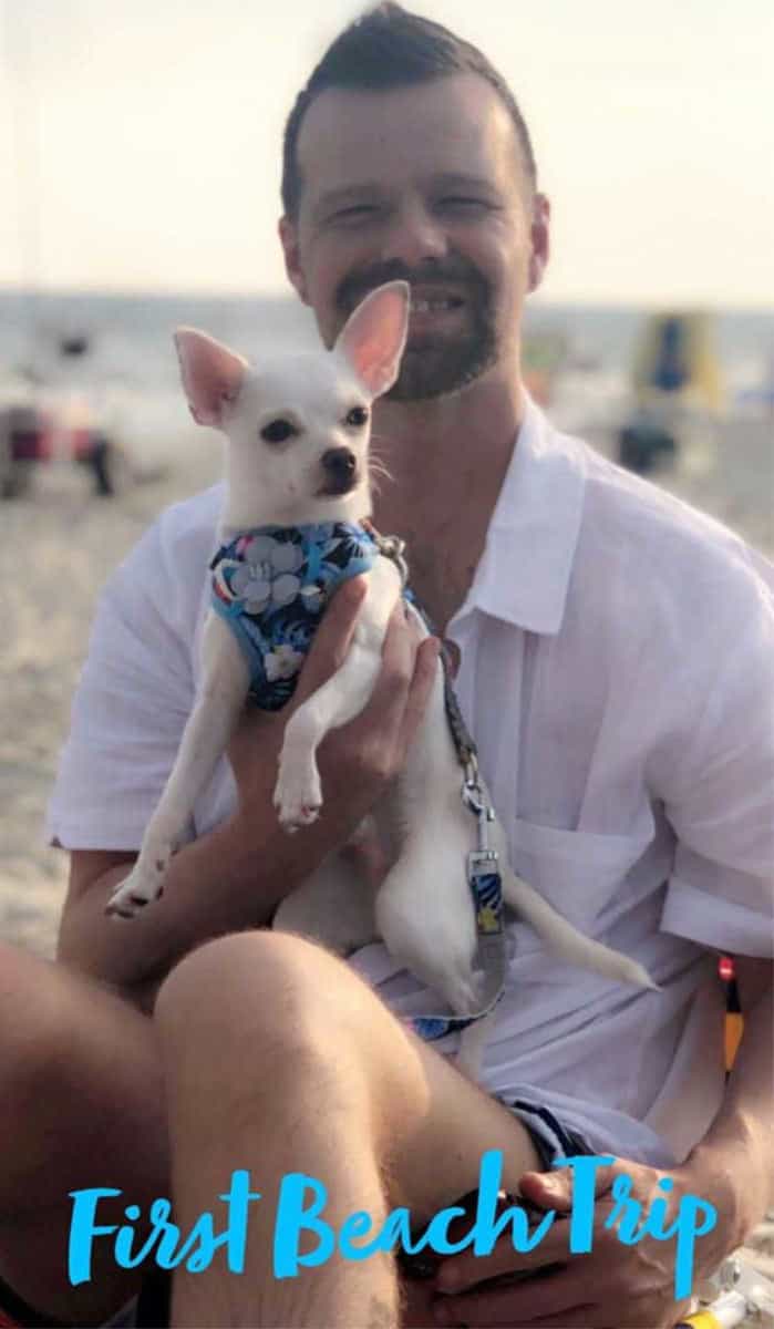 man holding chihuahua dog on beach