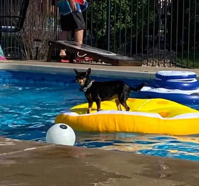 chihuahua dog on yellow float in pool