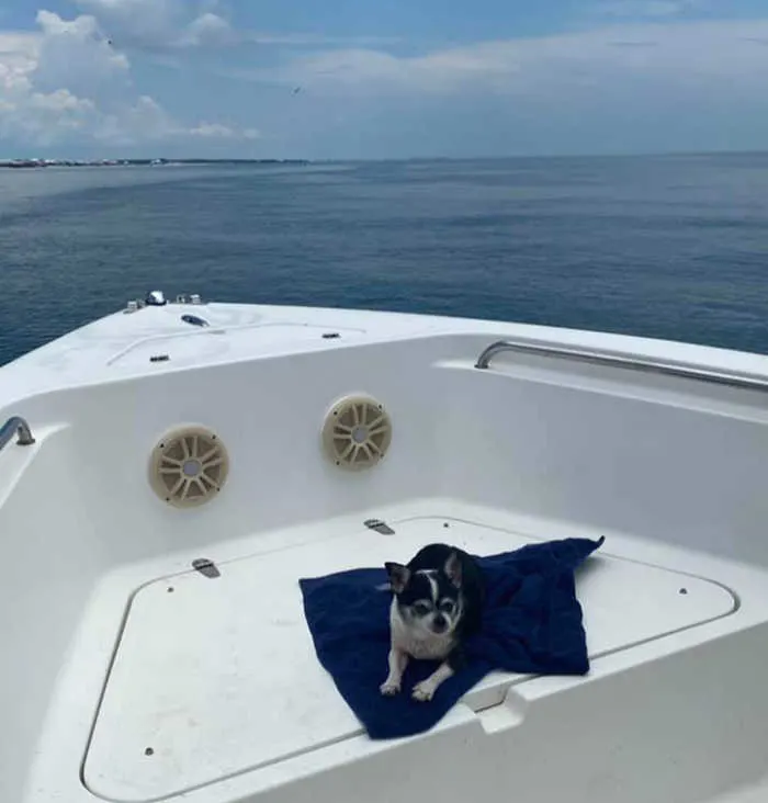 chihuahua dog in boat in water