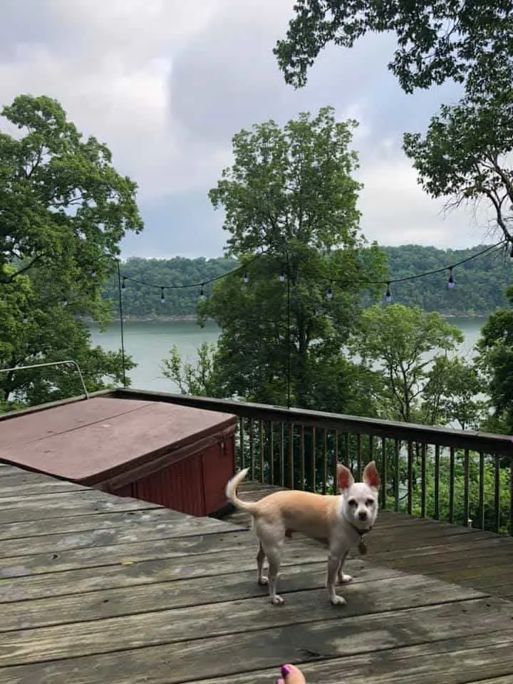 chihuahua dog on dock by lake