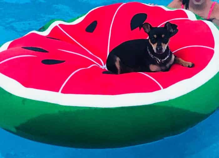 chihuahua dog on a watermelon float in pool